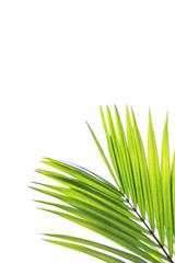 Green leaves of palm tree isolated on white background In the bottom right corner