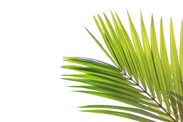 Green leaves of palm tree isolated on white background