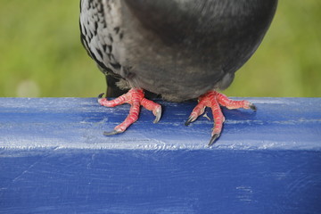 Pigeon over a bench