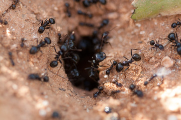 Ants taking their food to the anthill. - obrazy, fototapety, plakaty