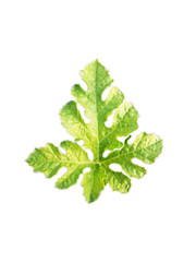 Watermelon leaves on a white background