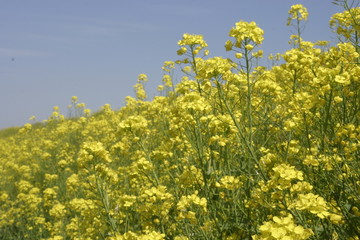 Obraz premium 土手沿いの菜の花畑