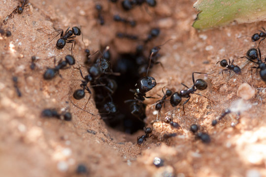 Ants taking their food to the anthill.