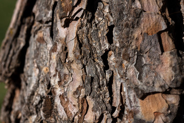 Bark of tree, shaded. Wildlife.