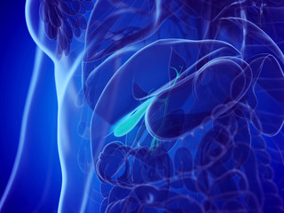 3d rendered medically accurate illustration of a womans gallbladder