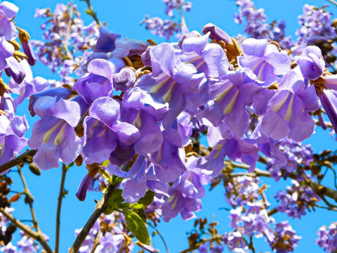 Der Blauglockenbaum (Paulownia tomentosa)