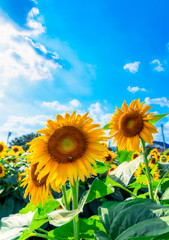青空の下のひまわり