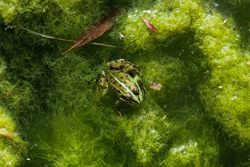 Frog in swamp of turbid water, full of green algae. Wildlife.