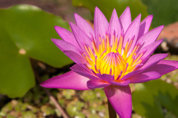 pink lotus flower waterlily. green leaf background