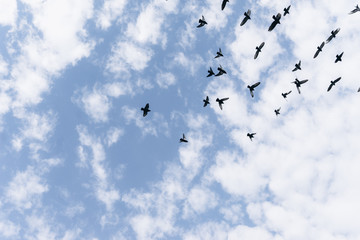 Birds in the sky