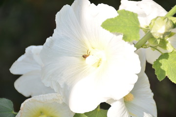 Bee in the flower