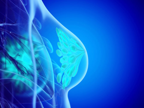 3d rendered medically accurate illustration of a womans mammary glands