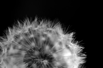 Black and white dandelion close-up. Dandelion fluff. Conceptual photo for project