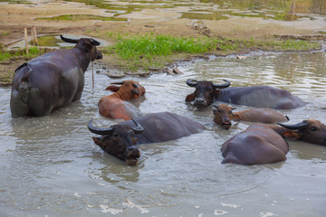 Cows are saving from hot in water 