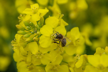 Bee with rape flower in the spring - rapeseed honey - bee collects nectar