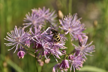 Ein Pinselkäfer auf einer Wiesenraute
