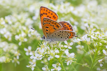 lesser fiery copper butterfly sitting on white flowers