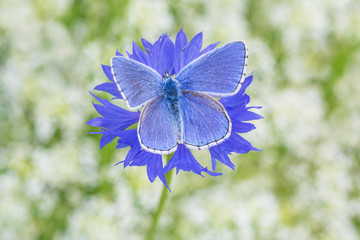 blue butterfly with opened wings sitting on cornflower