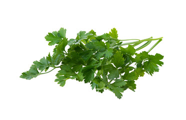 Fresh green coriander isolated on white background