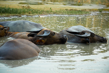 Cows are saving from hot in water 