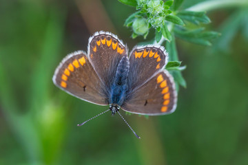 close up of brown lycaenidae butterfly in grass