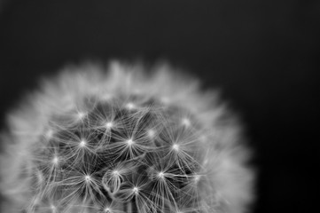 Black and white dandelion close-up. Dandelion fluff. Conceptual photo for project