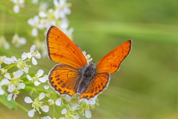 close up of lesser fiery copper butterfly sitting on white flowers