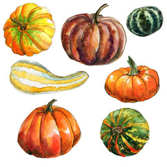 set of pumpkins of different shapes and colous isolated on white background