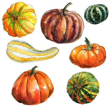 set of pumpkins of different shapes and colous isolated on white background