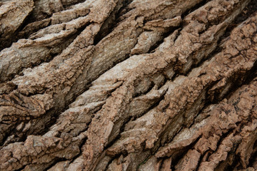 Texture of a Tree Bark close-up