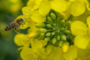 Bee with rape flower in the spring - rapeseed honey - bee collects nectar