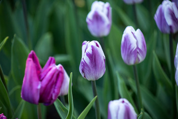 Violet tulips in the garden