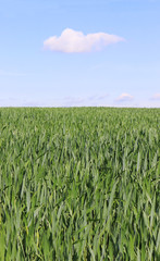 white cloud hanging over a green field