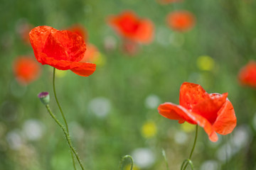 red poppy in field