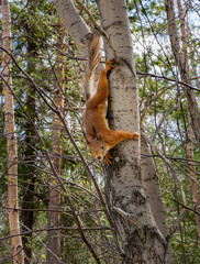 Squirrel on a tree in the park in early spring