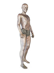 3d rendered illustration of a zombie isolated on white