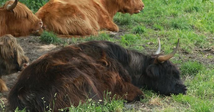 Herd of highland cattle lying on ground in summer day, pasture on meadow.
