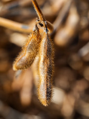 Two ripe soybean pods of brown color, extreme closeup