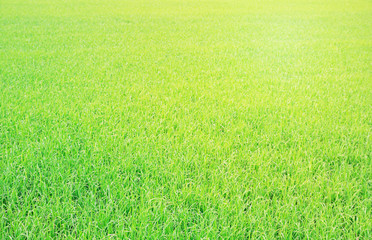 Naklejka na ściany i meble Green Terraced Rice Field in morning, background