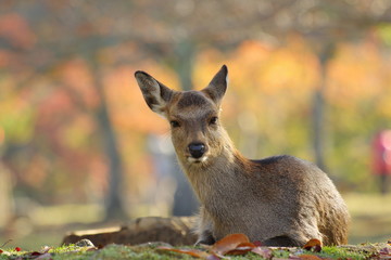 奈良公園の座る鹿です