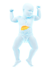 3d rendered medically accurate illustration of a babys liver