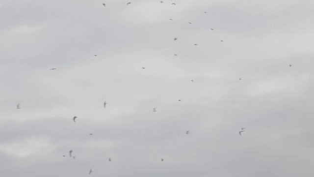 A flock of birds fly around on an overcast day.