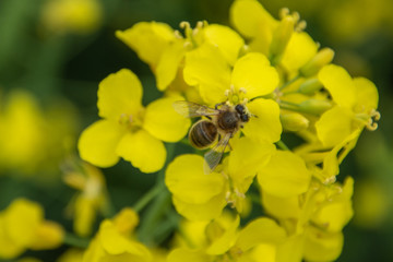 Bee with rape flower in the spring - rapeseed honey - bee collects nectar
