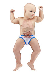 3d rendered medically accurate illustration of a babys small intestine