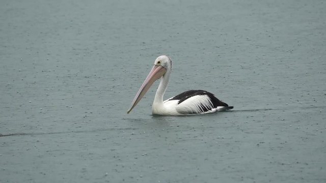 Pelican in a lake during rain in Queensland, Australia