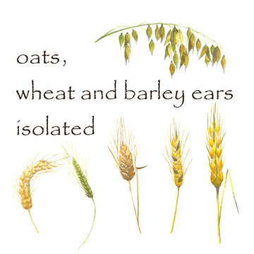 Acrylic drawn oats, wheat and barley ears, isolated