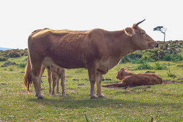 brown calf sucking in the field