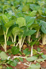 green choy sum plants in growth at field