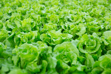 Green Lettuce in growth at vegetable garden