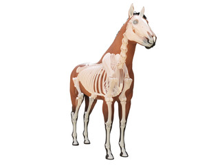 Obraz na płótnie Canvas 3d rendered medically accurate illustration of the horse anatomy - skeleton